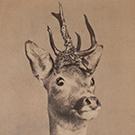 Head of a young stag